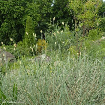 Sesleria argentea  Pot 9 