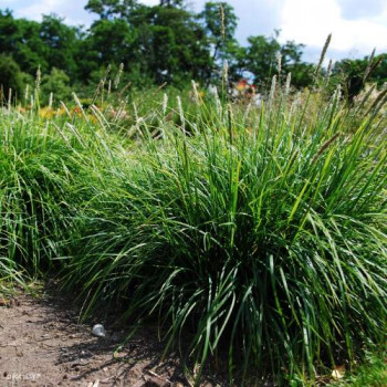 Sesleria autumnalis  CT 3 litres 