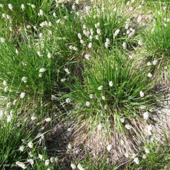 Sesleria heufleriana  CT 3 litres 