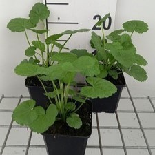 Sidalcea 'Partygirl'  Pot 9 