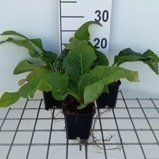 Silphium hybr. 'Maya'  Pot 9 