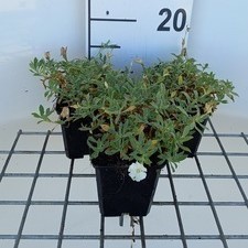 Silene mar. 'Weisskehlchen'  Pot 9 
