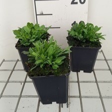 Silene schafta 'Splendens'  Pot 9 