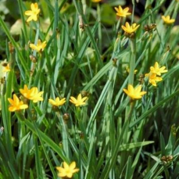 Sisyrinchium californicum  Pot 9 