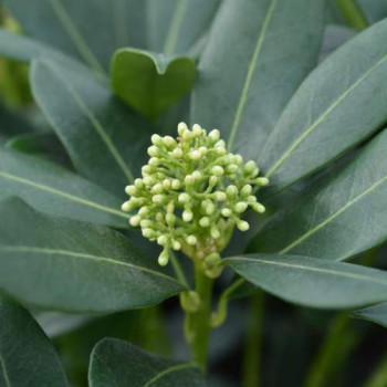 Skimmia jap. 'Kew White' 0.25 à 0.30 m Cont. 