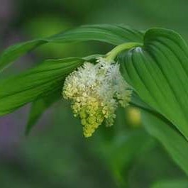Smilacina racemosa  Pot 9 