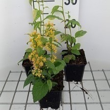 Solidago flex. 'Variegata'  Pot 9 