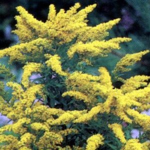 Solidago hybr. 'Goldkind' (= 'golden baby')  Pot 9 
