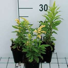 Solidago hybr. 'Strahlenkrone'  Pot 9 