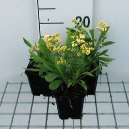 Solidaster luteus 'Lemore'  Pot 9 