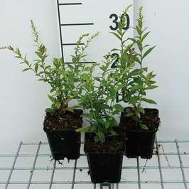 Solidago rugosa 'Fireworks'  Pot 9 