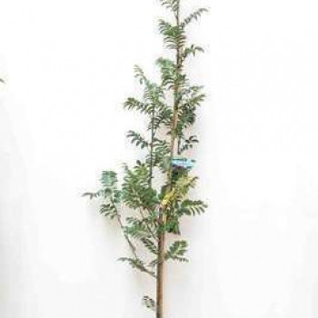 Sorbus auc. 'Sheerwater Seedling' Tige 8/10 Cont. 
