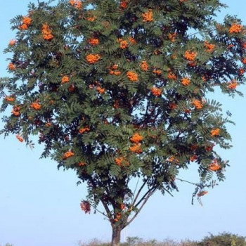 Sorbus aucuparia 0.60 à 0.80 m CT 2 litres 