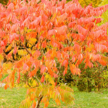 Sorbus 'Dodong' Tige 8/10 Cont. 