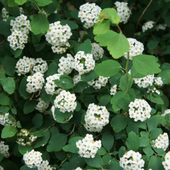 Spiraea bet. 'Tor' 0.30 à 0.40 m Cont. 