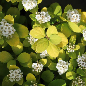 Spiraea bet. 'Tor Gold' 0.40 à 0.50 m CT 10 litres 