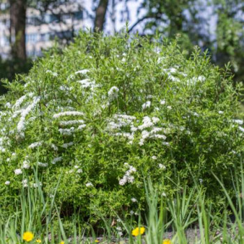 Spiraea cinerea 'Grefsheim' 0.30 à 0.40 m CT 1,3 litres 
