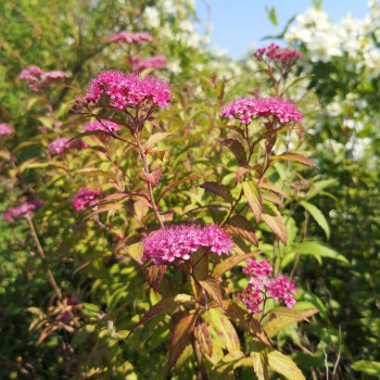 Spiraea jap. 'Anthony Waterer' 0.20 à 0.25 m CT 1,3 litres 