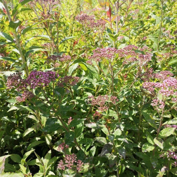 Spiraea jap. 'Crispa' 0.25 à 0.30 m CT 3 litres 