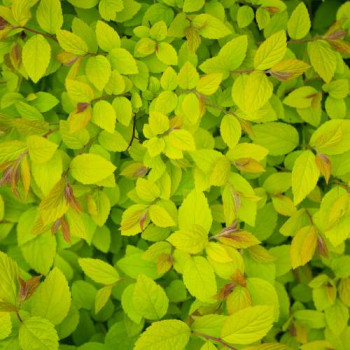 Spiraea jap. 'Firelight' 0.25 à 0.30 m CT 3 litres 