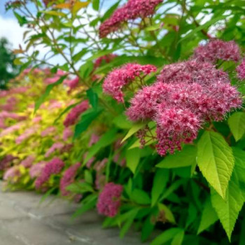 Spiraea jap. 'Goldmound' 0.20 à 0.25 m CT 1,3 litres 