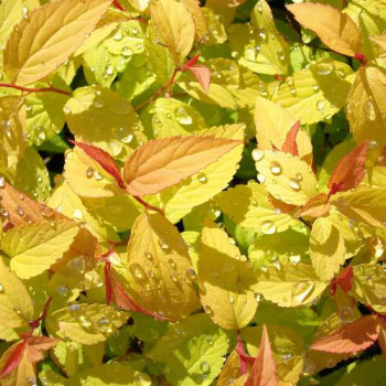 Spiraea jap. 'Goldflame' 0.20 à 0.25 m CT 1,3 litres 