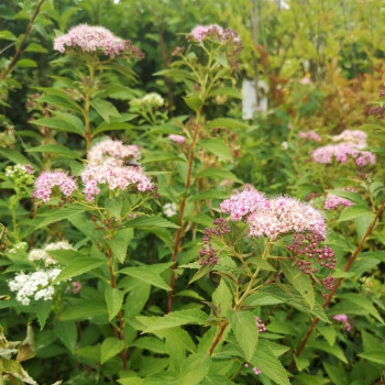 Spiraea jap. 'Genpei' (= 'shirobana') 0.25 à 0.30 m CT 3 litres 