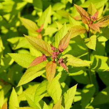 Spiraea jap. 'Golden Princess' 0.20 à 0.25 m CT 1,3 litres 