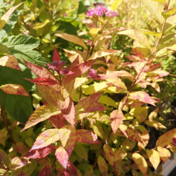 Spiraea jap. 'Little Princess' 0.20 à 0.25 m CT 1,3 litres 