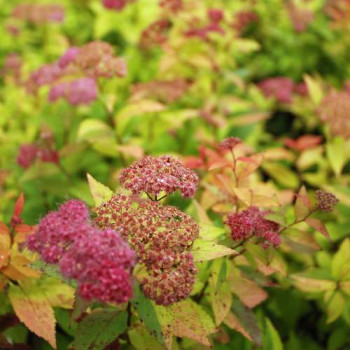 Spiraea jap. 'Magic Carpet'® ('walbuma') 0.30 à 0.40 m CT 10 litres 