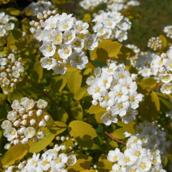 Spiraea jap. 'White Gold'® 0.25 à 0.30 m Cont. 