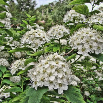 Spiraea nipp. 'Snowmound' 0.30 à 0.40 m CT 3 litres 