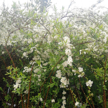 Spiraea arguta 0.40 à 0.60 m CT 3 litres 