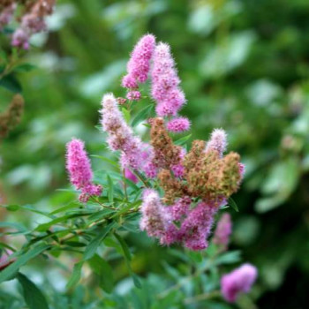 Spiraea billardii 0.40 à 0.60 m CT 3 litres 