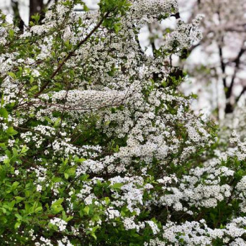 Spiraea prunifolia 0.40 à 0.60 m CT 3 litres 