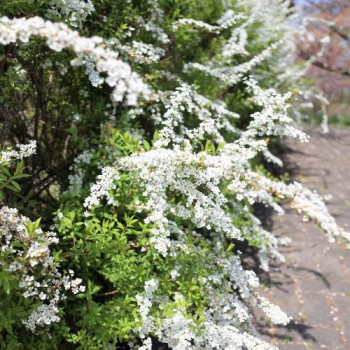 Spiraea thunbergii 0.40 à 0.60 m CT 3 litres 