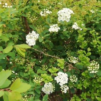 Spiraea vanhouttei 0.30 à 0.40 m CT 1,3 litres 