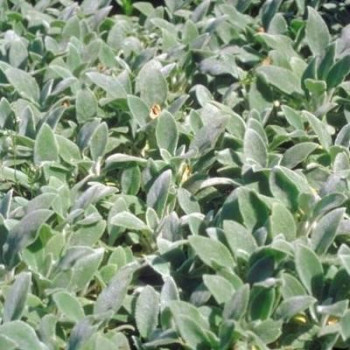 Stachys byz. 'Silver Carpet'  Pot 9 