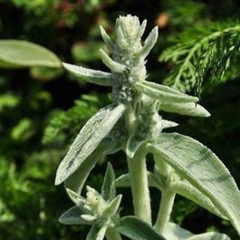 Stachys byzantina (= lanata/olympica)  Pot 9 