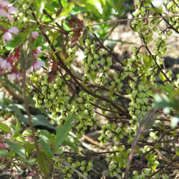 Stachyurus chin. 'Celina' 0.40 à 0.50 m Cont. 