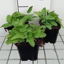 Stachys monieri 'Hummelo'  Pot 9 