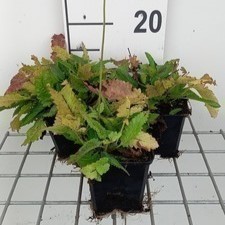 Stachys monieri 'Rosea'  Pot 9 