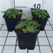 Stachys off. 'Ukkie'  Pot 9 