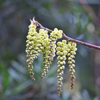 Stachyurus praecox (= japonicus) 0.80 à 1 m Cont. 
