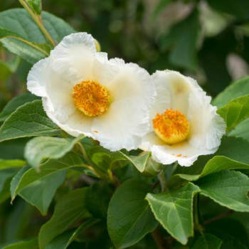 Stewartia pseudocamellia 0.80 à 1 m Cont. 