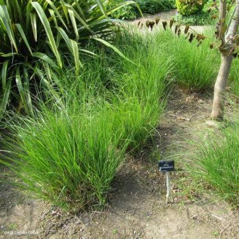 Stipa calamagrostis (=achnatherum calamagrostis)  Pot 9 