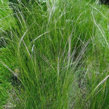 Stipa capillata  Pot 9 