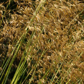 Stipa gigantea  CT 3 litres 