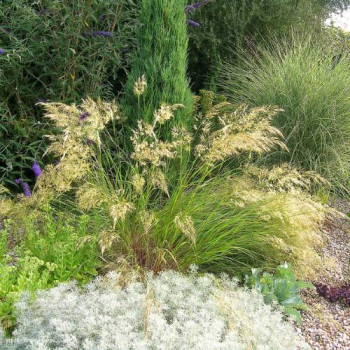 Stipa splendens ( achnatherum splendens)  Pot 9 