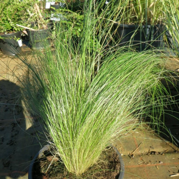 Stipa tenuifolia (= ponytails)  CT 2 litres 